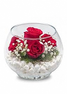 FANUS ���NDE 5 ADET KIRMIZI G�L